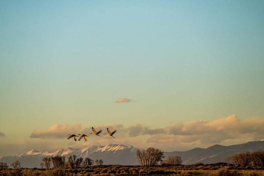 Great Sand Dunes National Park Photograph - Sandhill Cranes Take Flight by Matthew DeLorme