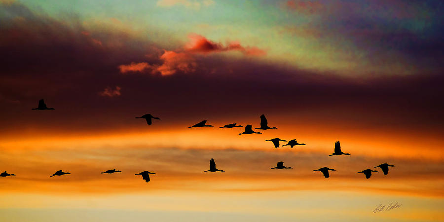 Sandhill Cranes Take The Sunset Flight Photograph by Bill Kesler
