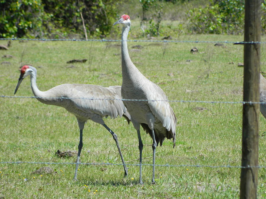 Sandhill Cranes Visit the Farm Photograph by George Pedro Sandhill Cranes Visit the Farm Photograph by George Pedro