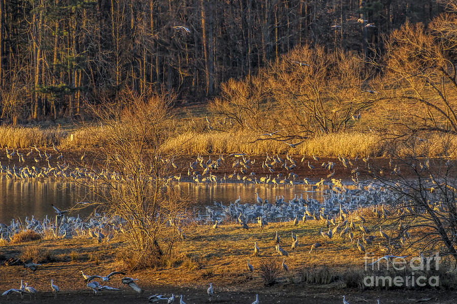 Bird Photograph - Sandhill Cranes wintering in Tennessee by Barbara Bowen