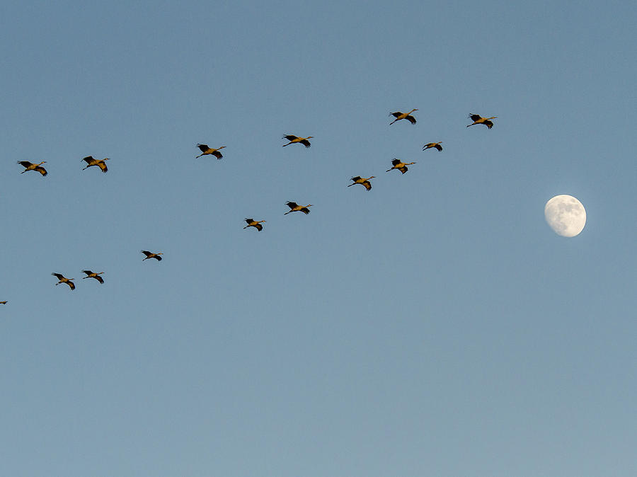 Sandhill Cranes with Moon Photograph by Jean Noren