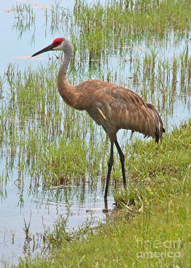 Sandhill In The Marsh Photograph by Carol Groenen