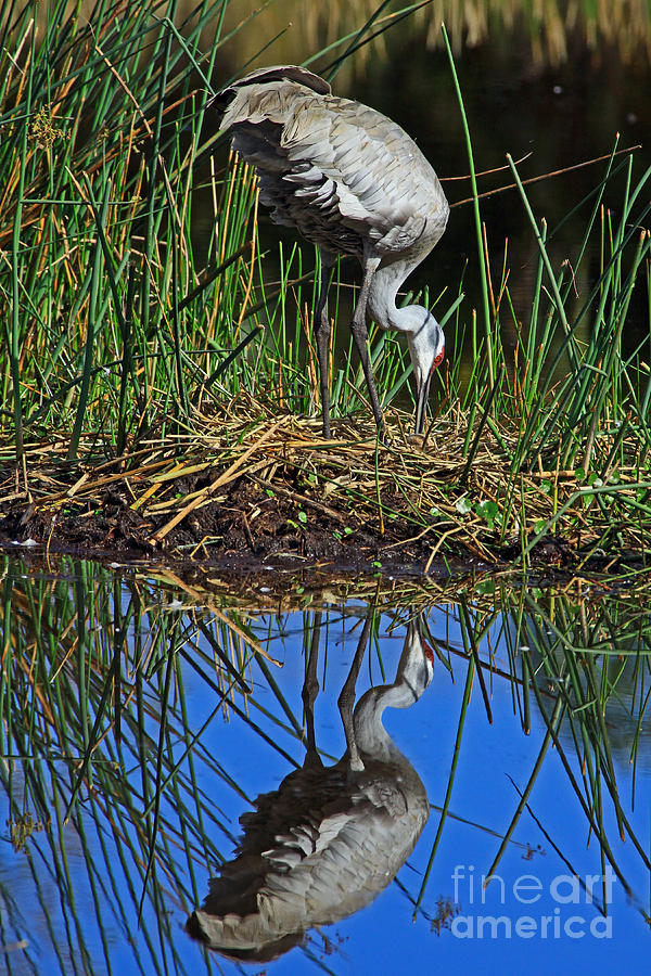Sandhill Nest Reflection Photograph by Larry Nieland