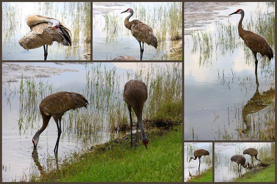 Bird Photograph - Sandhills at the Pond Collage by Carol Groenen