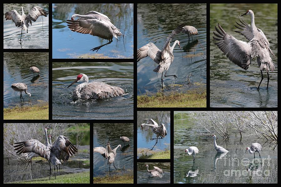 Bird Photograph - Sandhills Playing in the Pond Collage by Carol Groenen