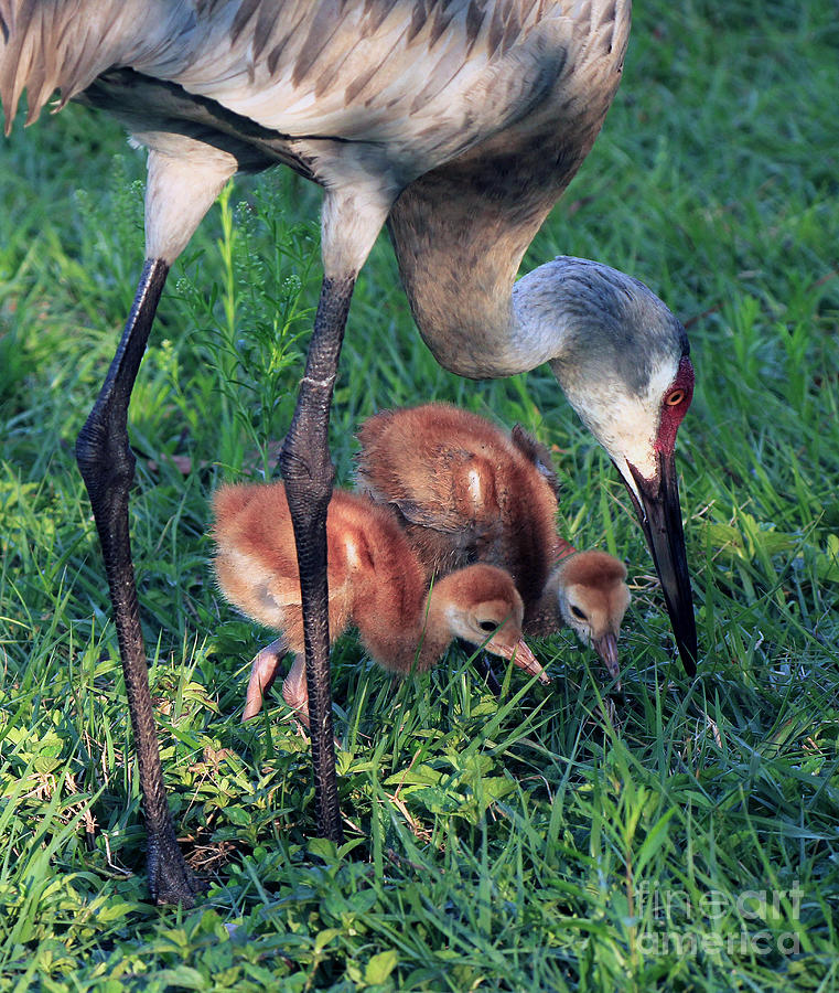 Sandhill Cranes The Search Photograph by Larry Nieland