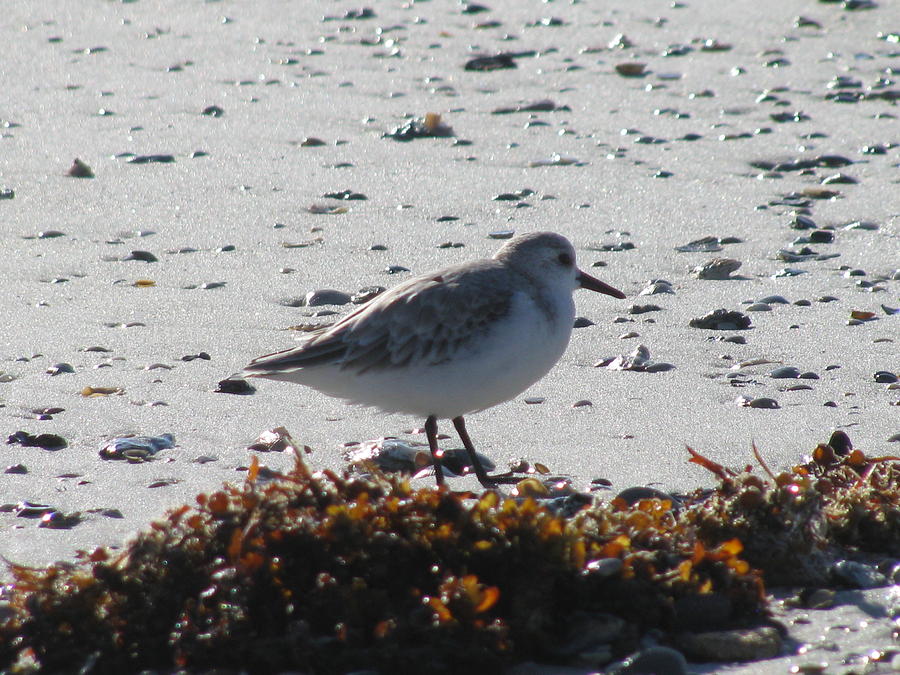 Sandpiper and Seaweed Photograph by Ellen Meakin