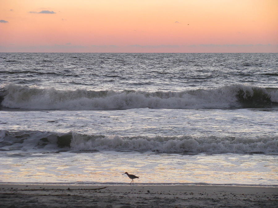 Sandpiper at Sunrise Photograph by Ellen Meakin