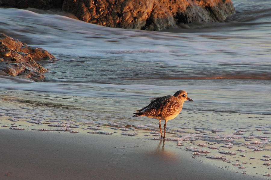 Sandpiper at Sunset Photograph by Theo OConnor