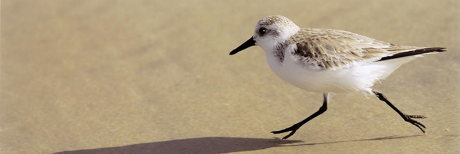 Sandpiper by Edward Andrew Woods Photograph by California Coastal Commission
