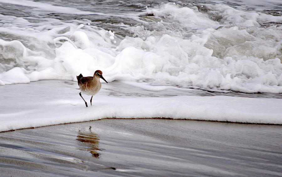 Sandpiper in the Surf Photograph by AJ  Schibig