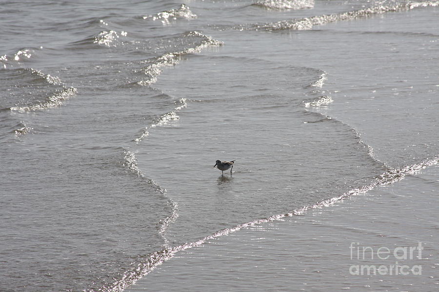 Sandpiper Photograph - Sandpiper In Water by Jerry Bunger