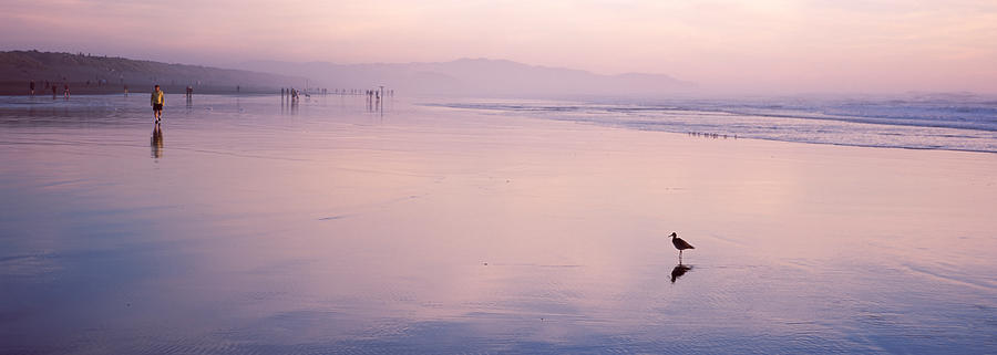 Sandpiper On The Beach, San Francisco Photograph by Panoramic Images