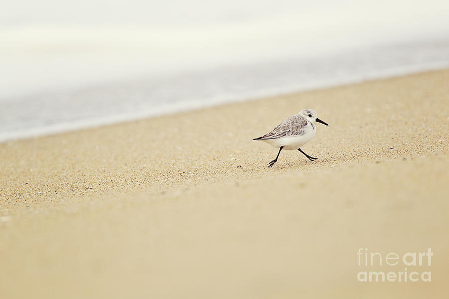 Sandpiper On the Move Photograph by Susan Gary