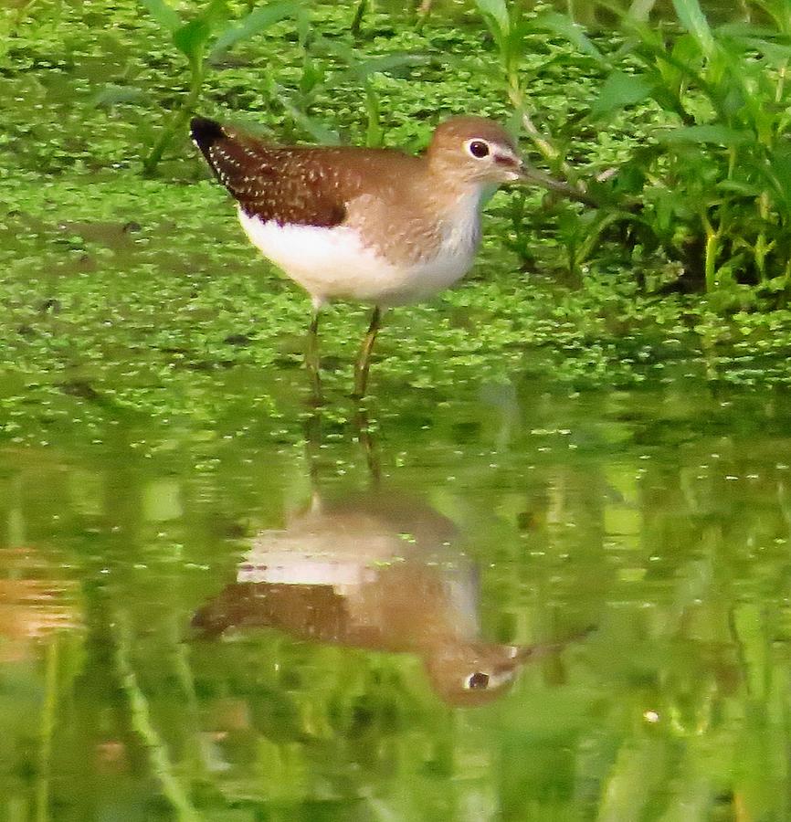 Sandpiper Reflection Photograph by Lori Frisch