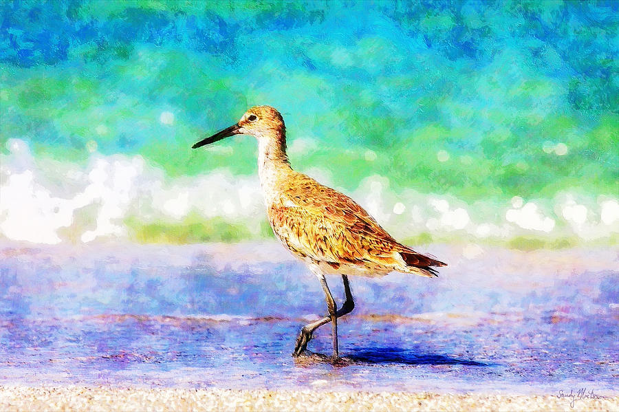Sandpiper Painting - Sandpiper by Sandy MacGowan