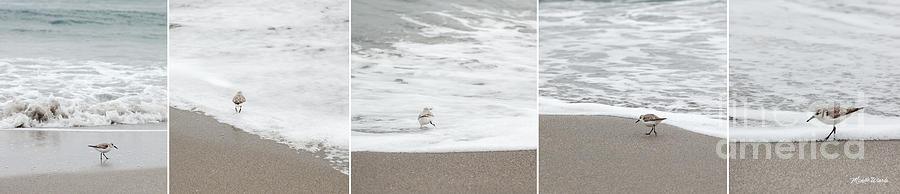 Sandpiper Sequence Photograph by Michelle Constantine
