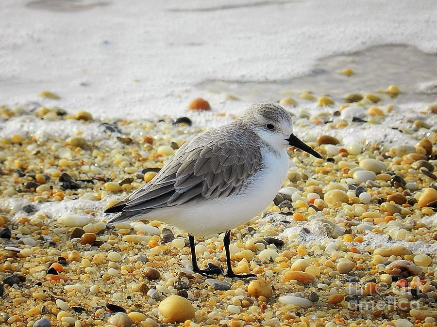 Sandpiper Photograph by Sharon Woerner