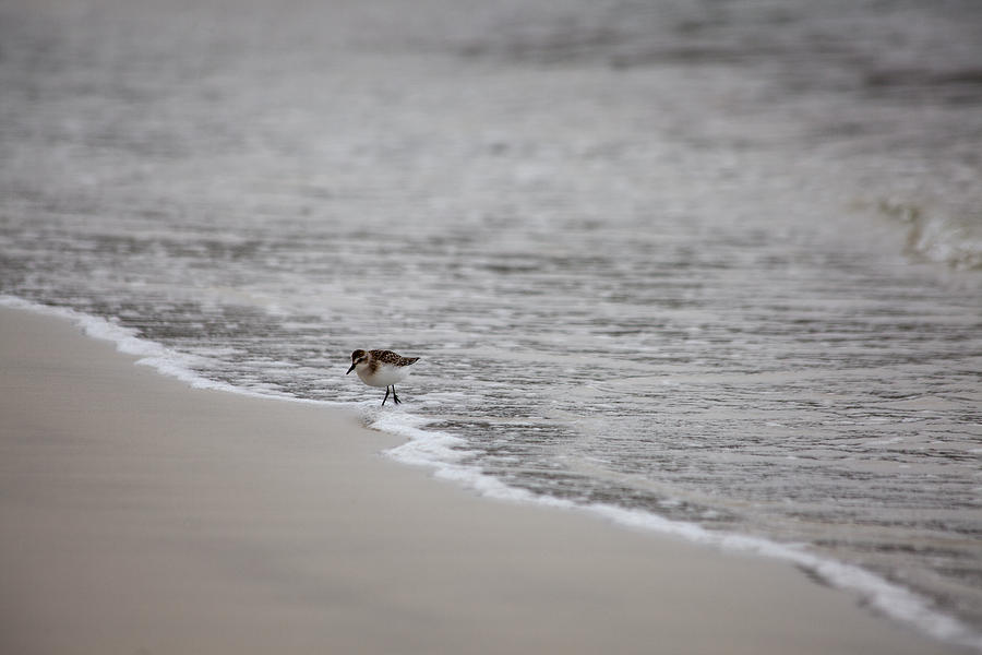 Sandpiper Shore Photograph by Karol Livote