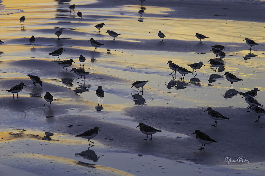 Sandpiper Sunset Convention Photograph by Susan Molnar