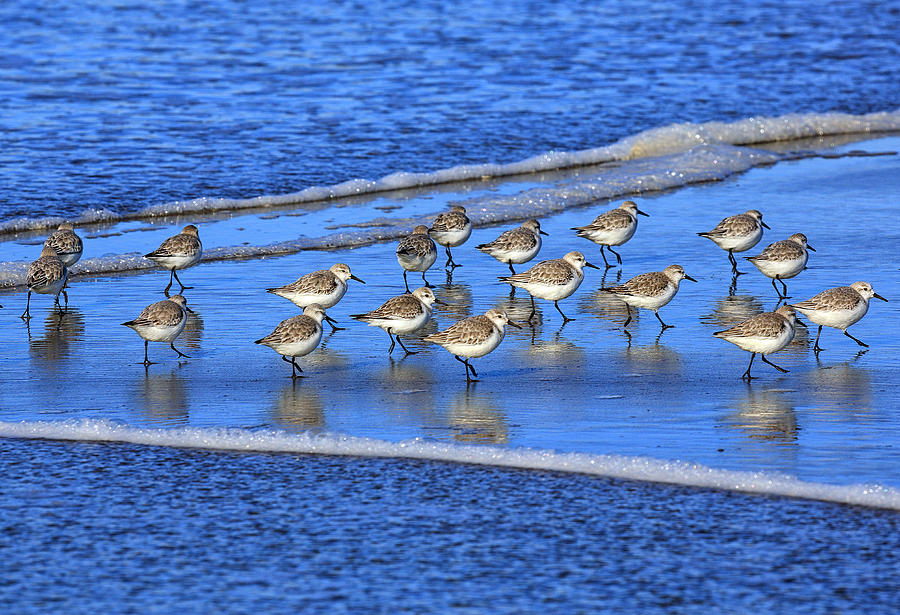Bird Photograph - Sandpiper Symmetry by Robert Bynum