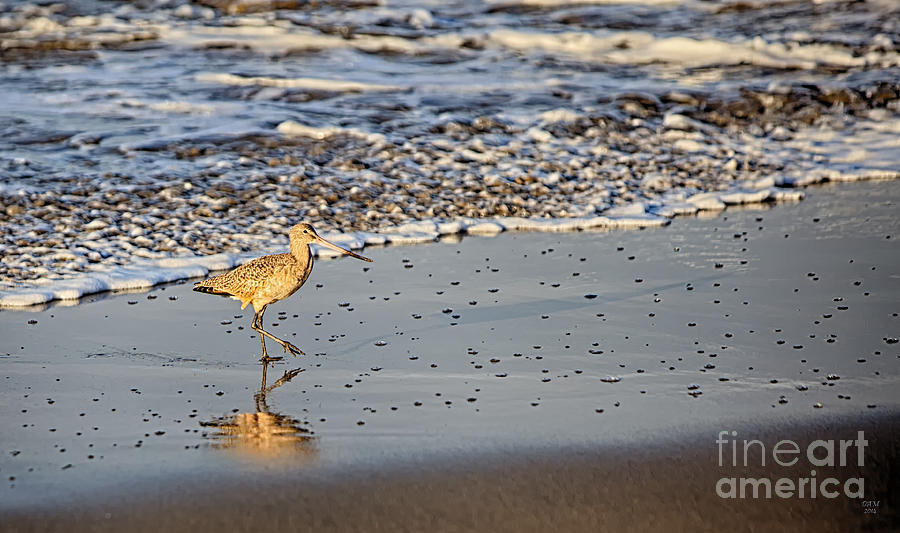Sandpiper taking a stroll Photograph by David Millenheft
