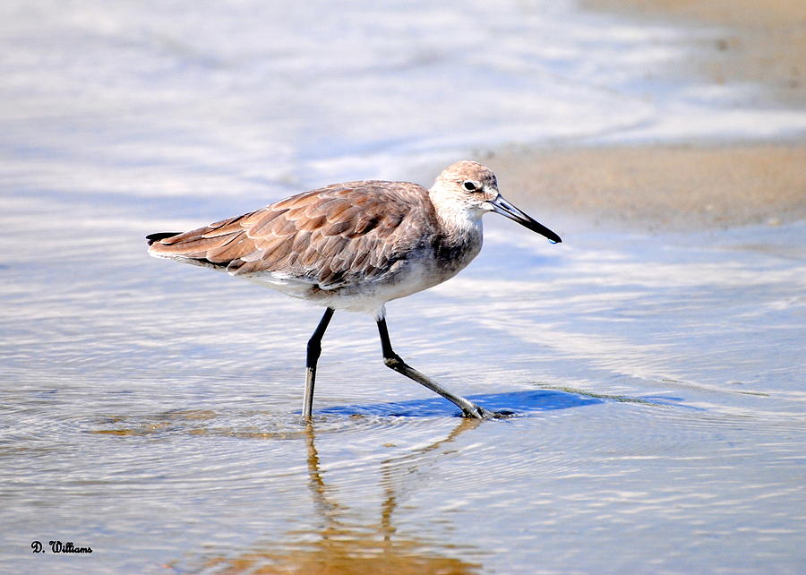Sandpiper wading on beach Photograph by Dan Williams