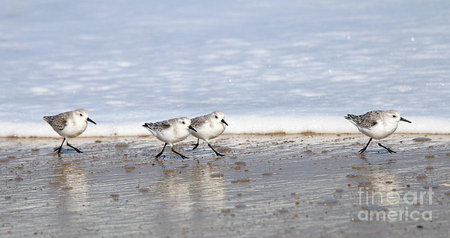 Sandpipers 3467 Photograph by Jack Schultz