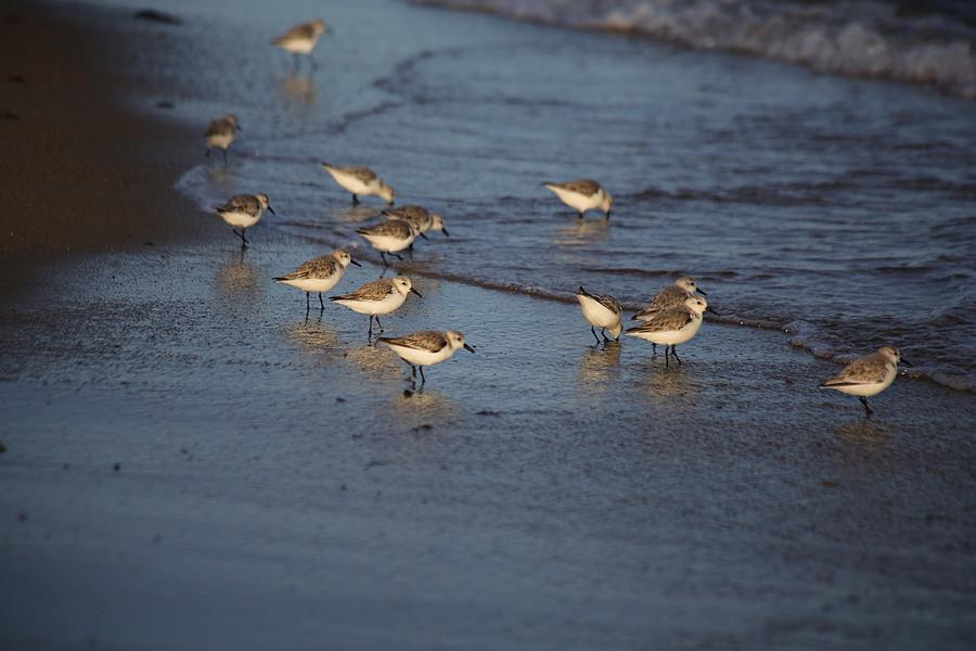 Sandpipers 5 Photograph