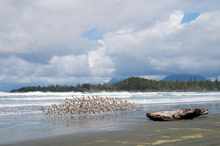Sandpipers Across Cox Bay Photograph by Allan Van Gasbeck