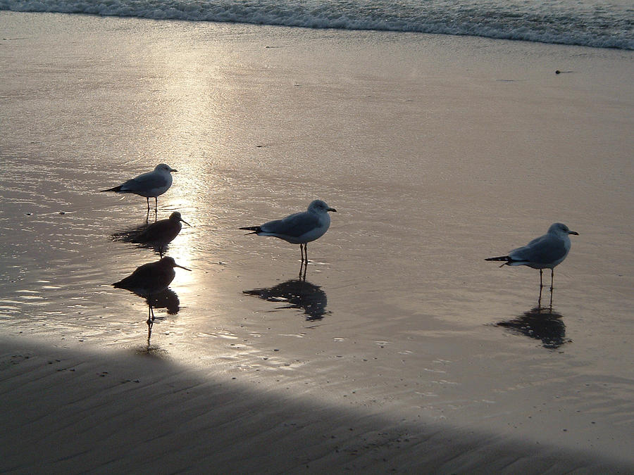Sandpipers and Seagulls Photograph by Brenda Salamone