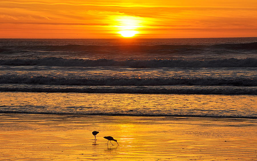 Sandpipers at Sunset Photograph by AJ  Schibig