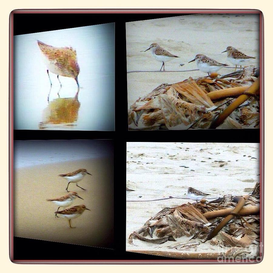Coastal Birds Photograph - Sandpipers Collage  by Susan Garren