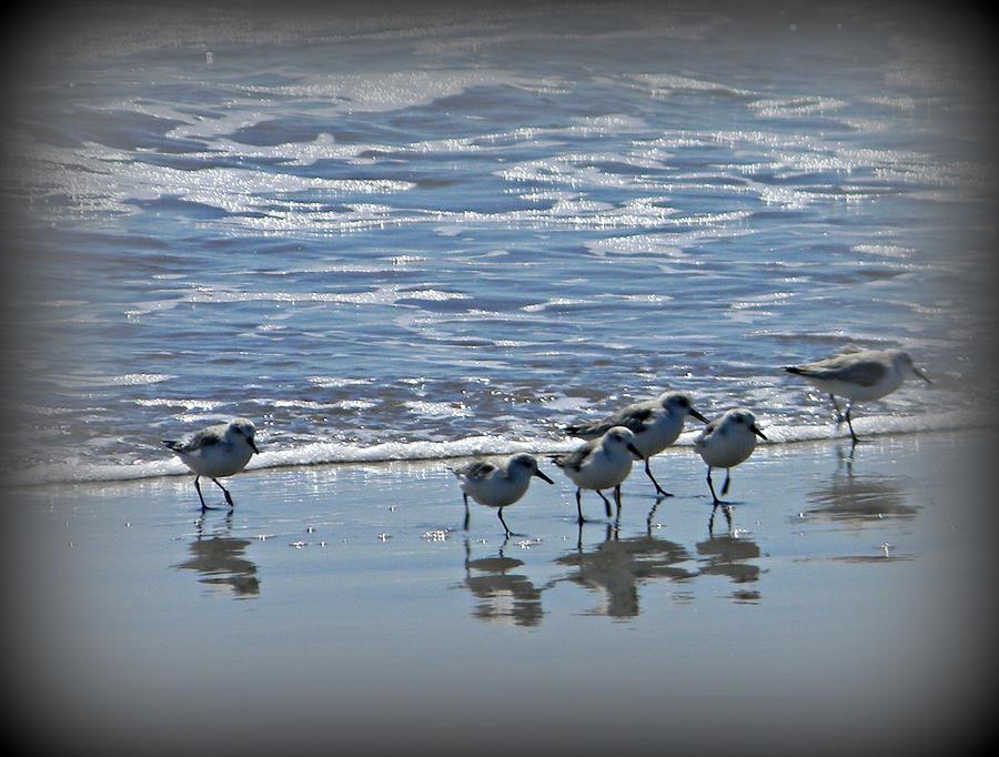 Sandpiper Photograph - Sandpipers by Diane Valliere