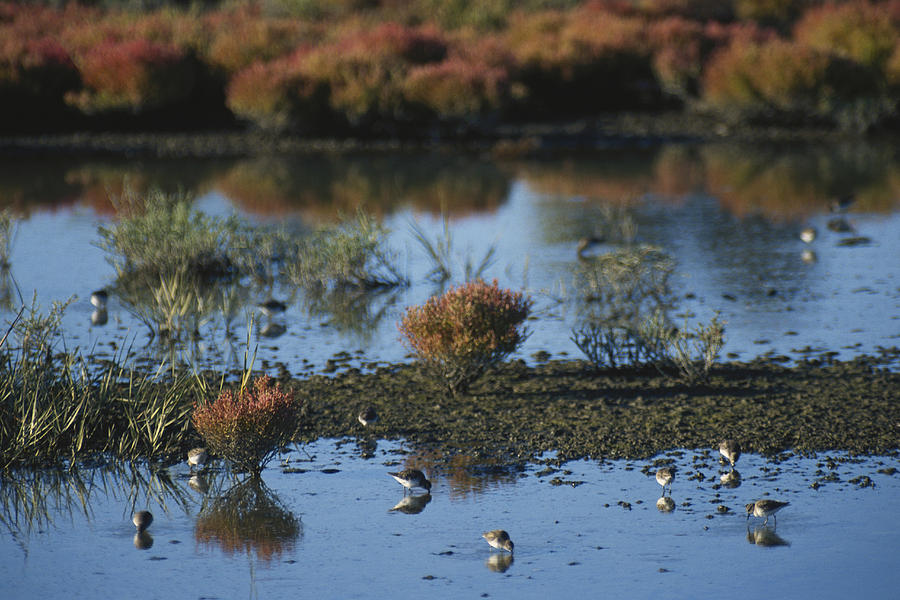 Sandpipers In A Marsh Photograph by David Weintraub