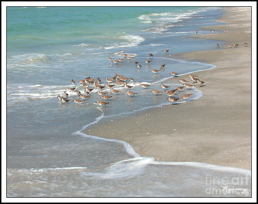 Sandpipers on the Beach Photograph by Mariarosa Rockefeller
