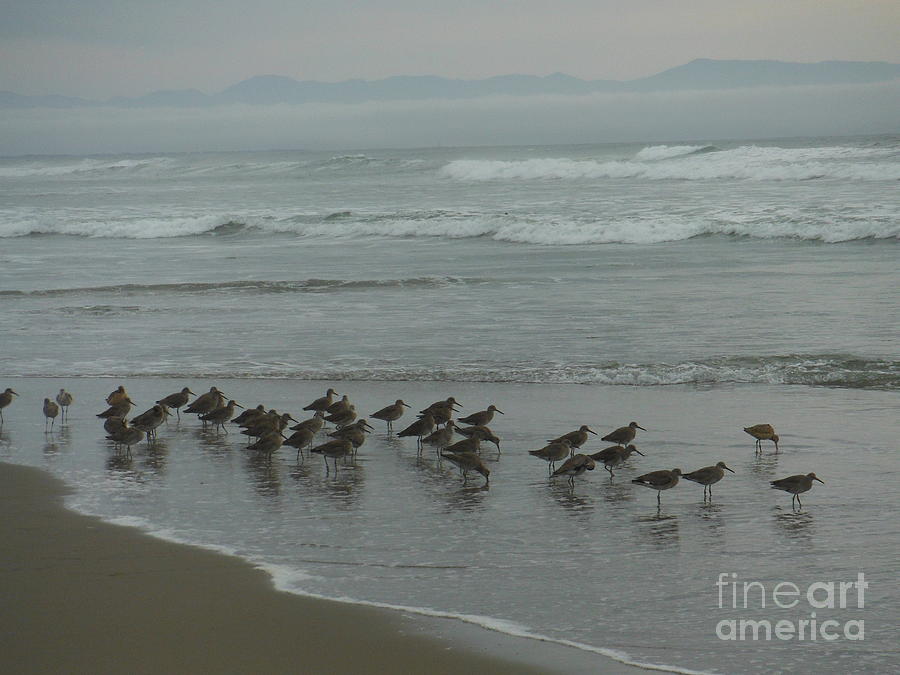 Sandpipers Photograph by Paddy Shaffer