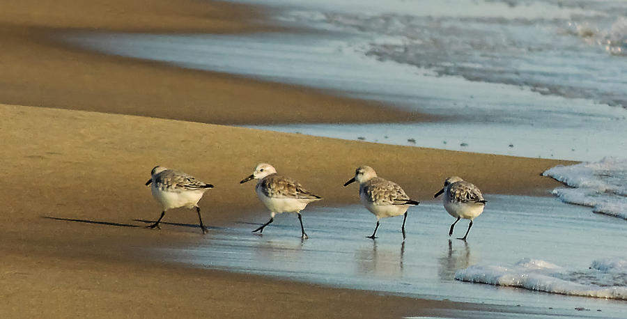 Sandpipers Photograph by Robert Mitchell