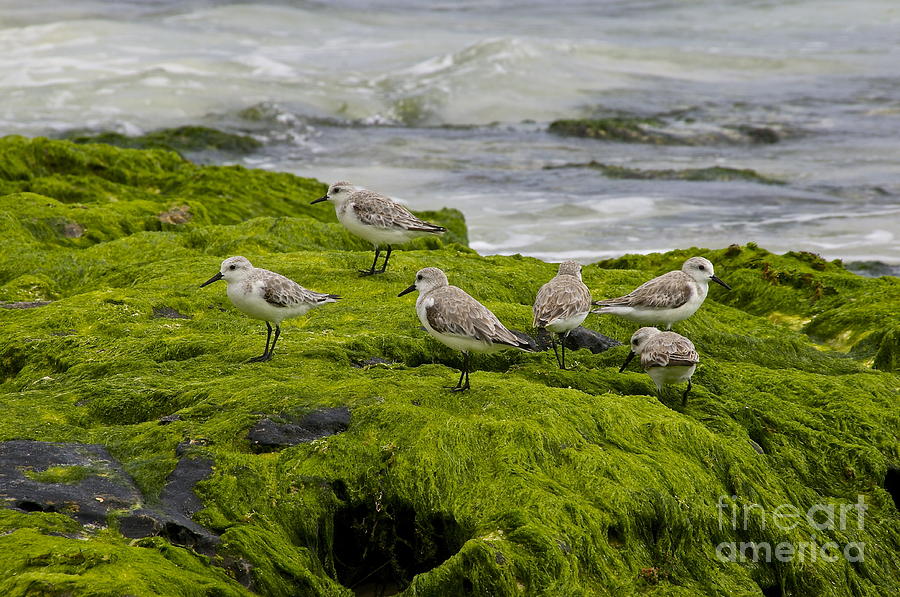Sandpipers Photograph by Sean Griffin