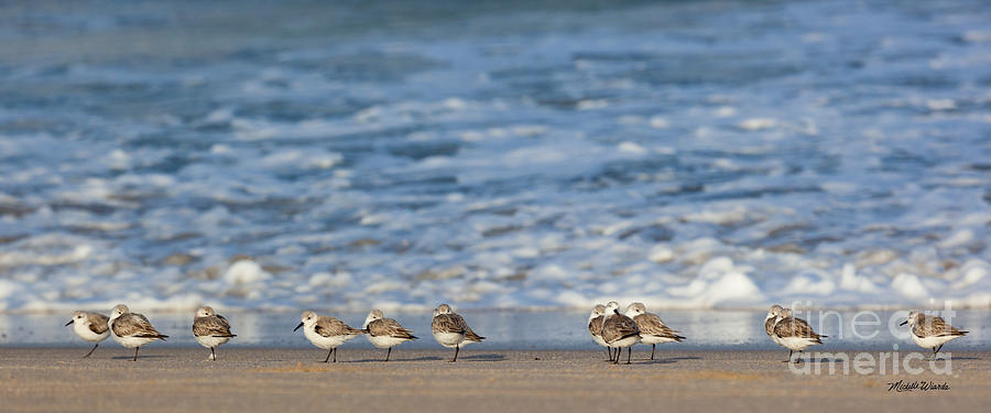 Sandpipers Sleeping by the Sea Photograph by Michelle Constantine