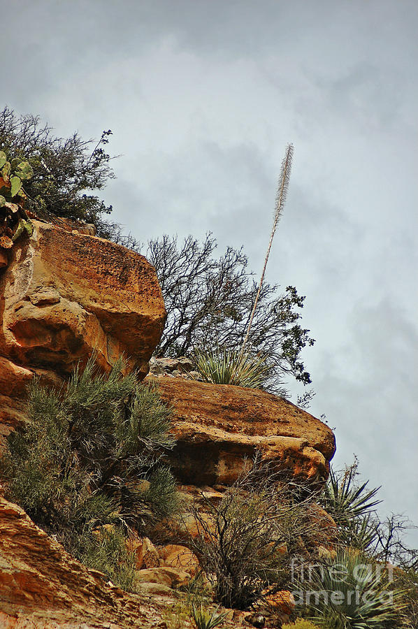 Sandstone Cliff Photograph by Richard and Ellen Thane