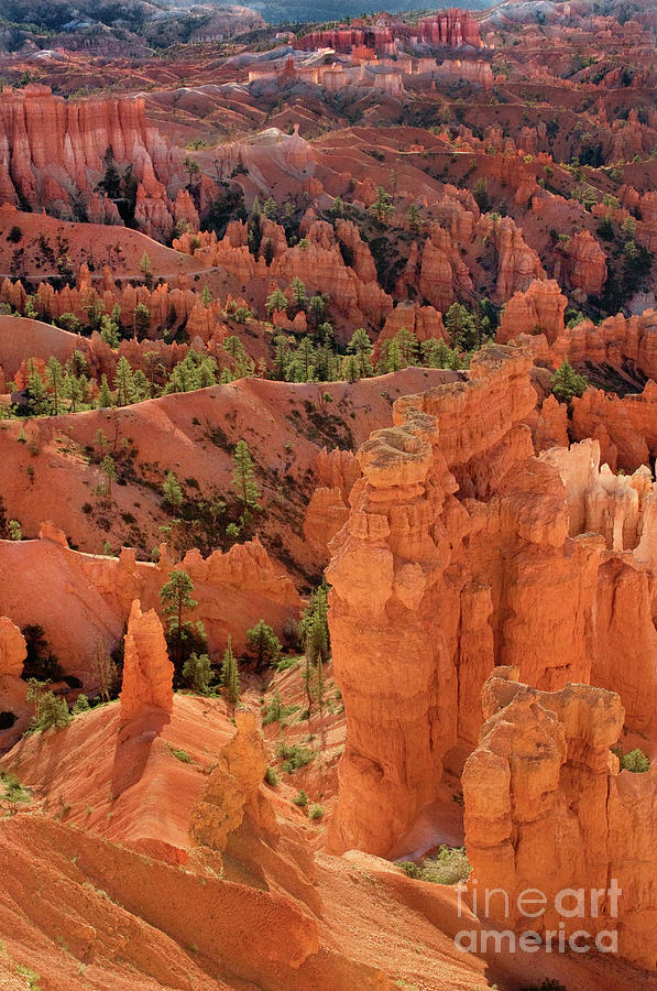 Sandstone Hoodoos At Sunrise Bryce Canyon National Park Utah Photograph by Dave Welling