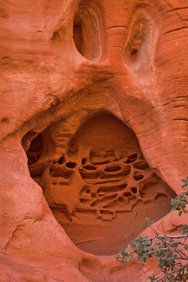 Sandstone Red Rock Canyon  Photograph by Yva Momatiuk John Eastcott