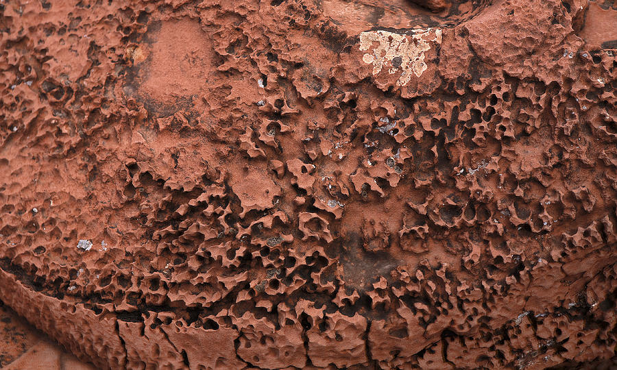 Sandstone Weathering and Lichen Photograph by Gregory Scott