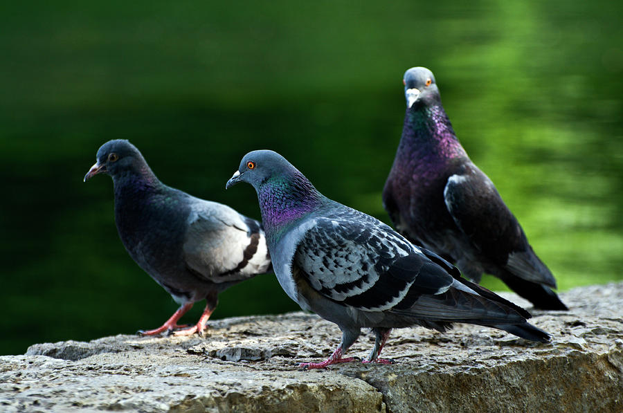 Sandusky_scavenger Pigeons Photograph by Ray Sandusky / Brentwood, Tn