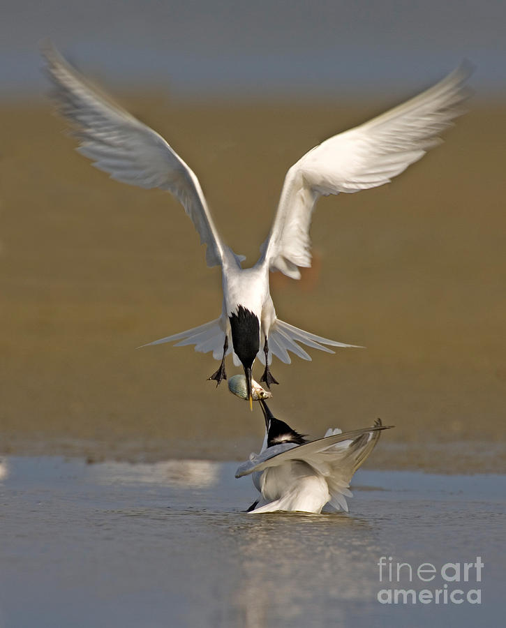 Sandwich Tern Bringing Fish To Its Mate Photograph by Anthony Mercieca