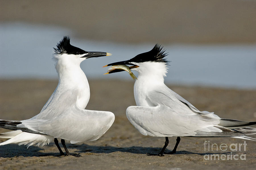 Sandwich Tern Offering Fish Photograph by Anthony Mercieca