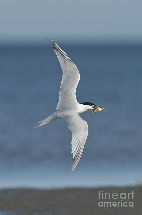 Sandwich Tern With Fish Photograph by Anthony Mercieca
