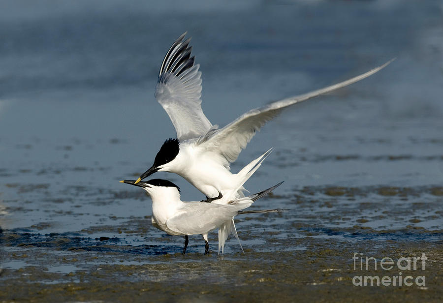 Sandwich Terns Mating Photograph by Anthony Mercieca