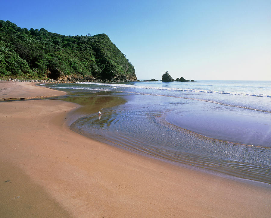 Sandy Beach On A Forested Coast At Low Tide Photograph by Science Photo Library Sandy Beach On A Forested Coast At Low Tide Photograph by Science Photo Library